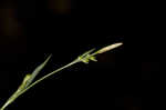 Broadleaf sedge